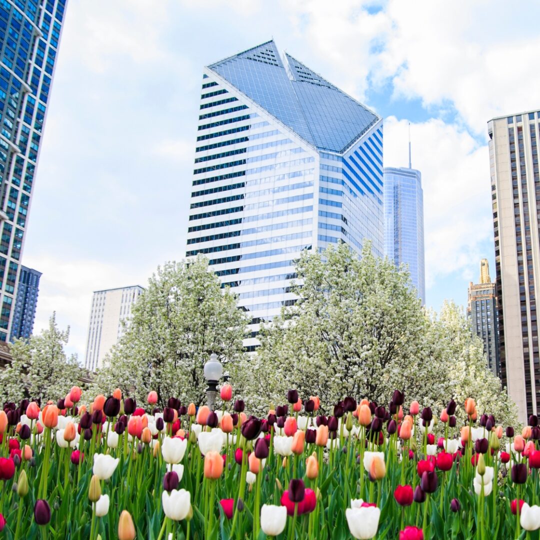 cosas que ver en chicago