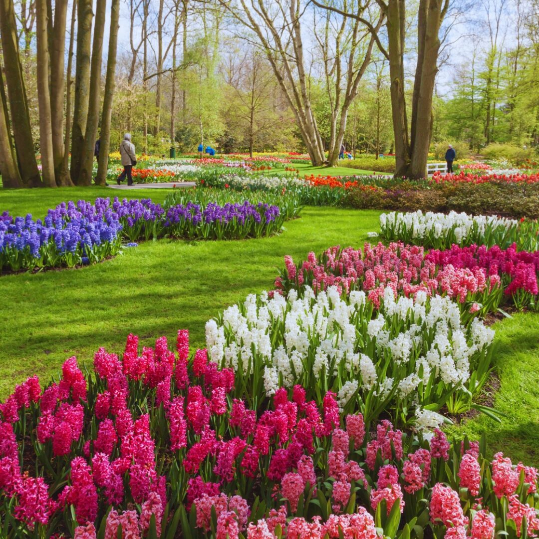 que ver en países bajos