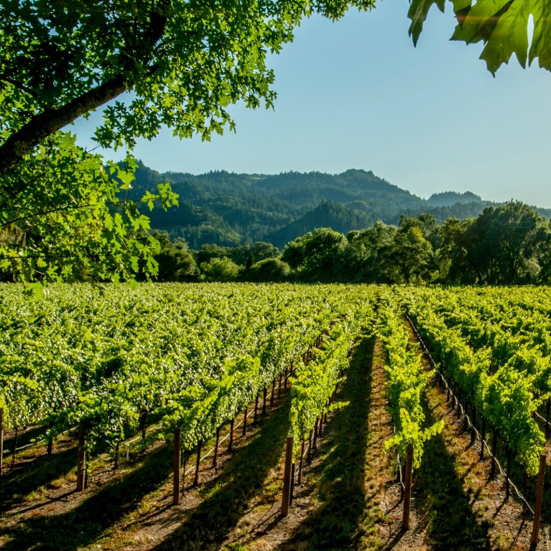valle de napa