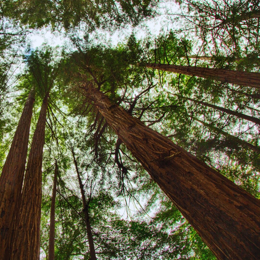 muir woods