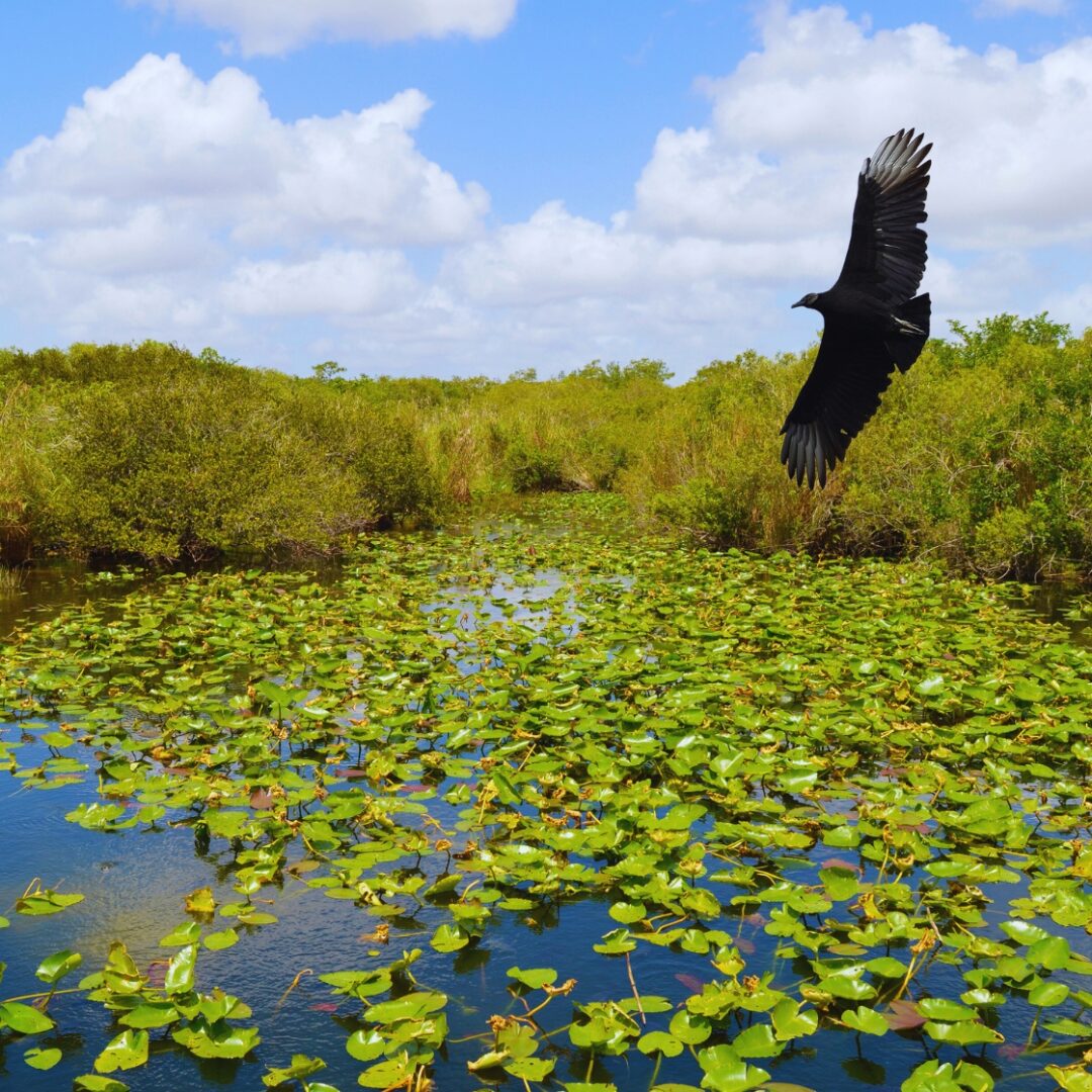 cosas que ver en miami beach