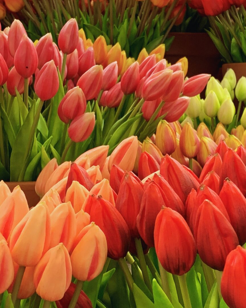 que ver en los paises bajos