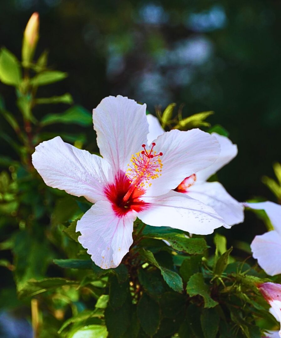 cosas que ver en corfu