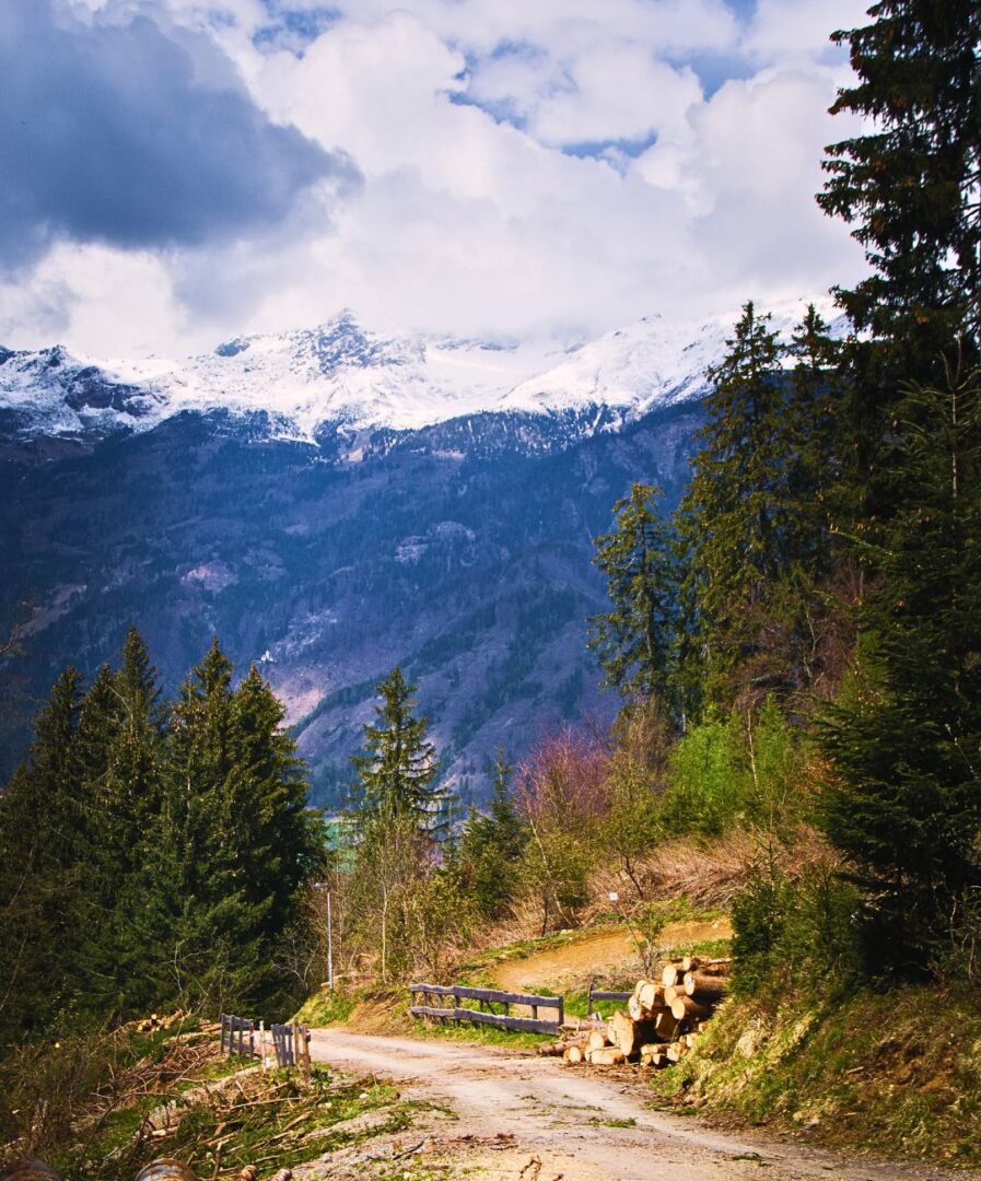 que ver en friburgo selva negra