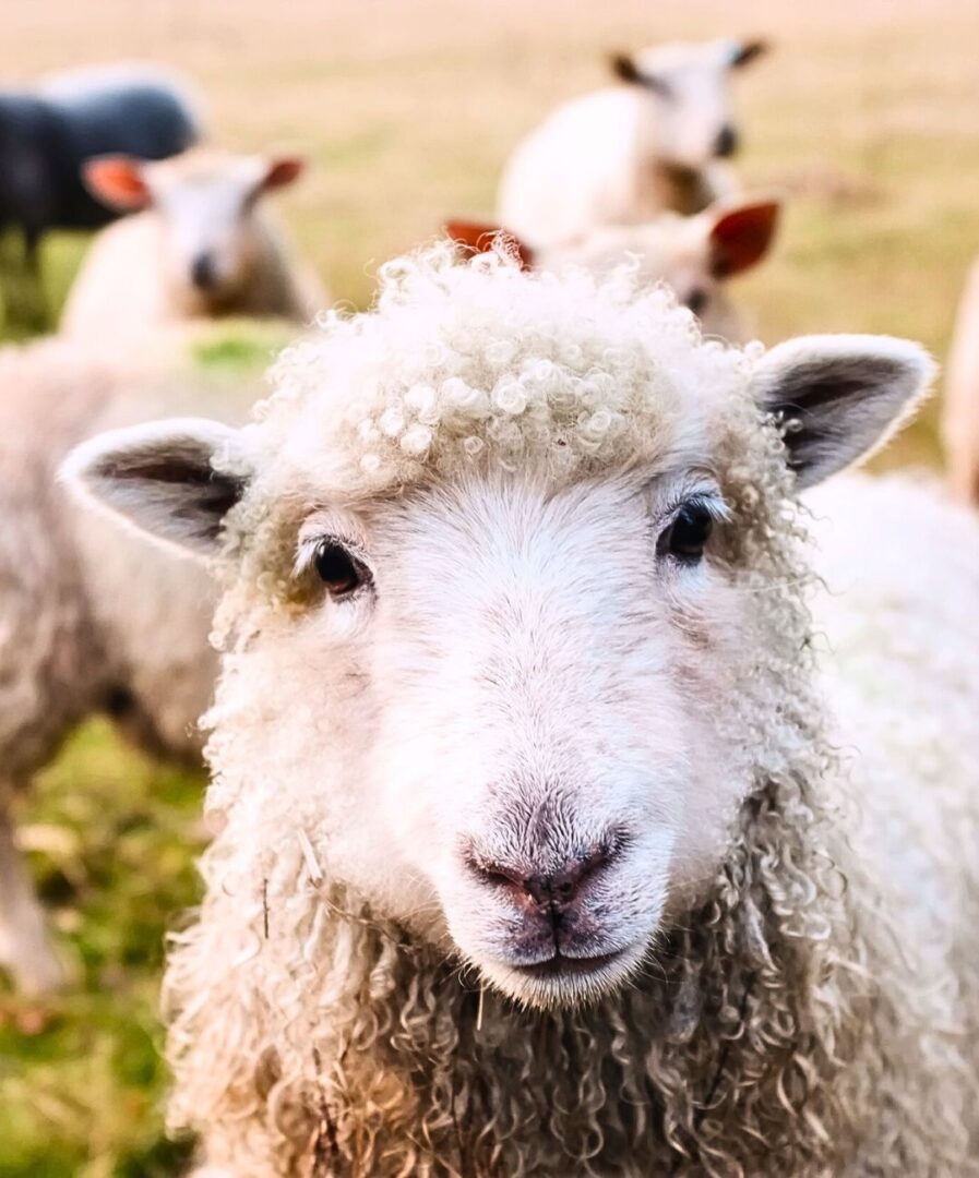 que ver en irlanda en una semana