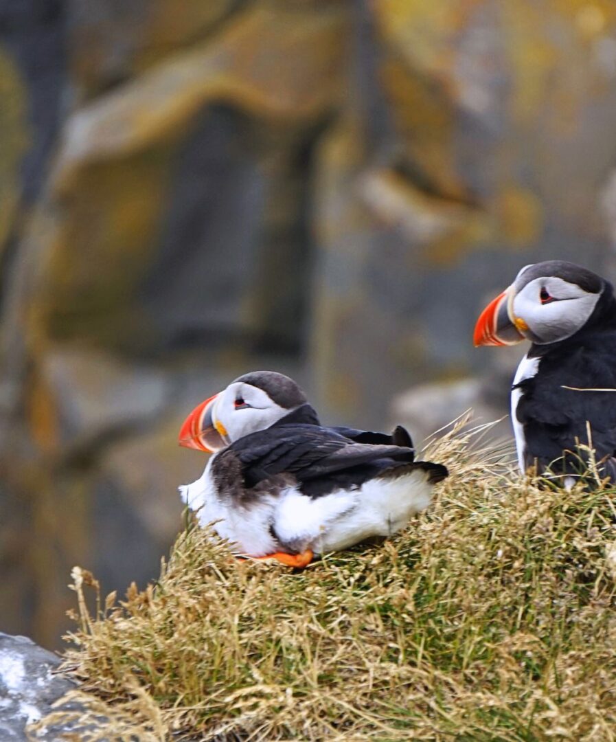 Que ver en Ísafjörður