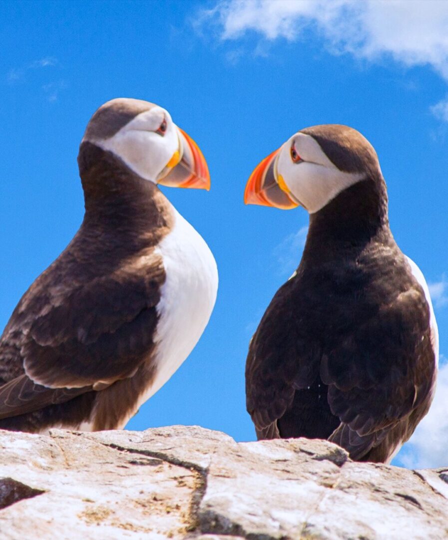 visitar el circulo de oro en islandia