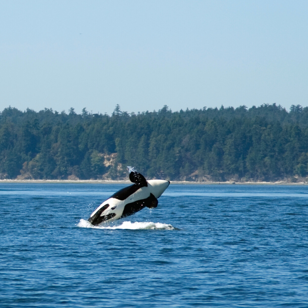 que ver en el este de canada