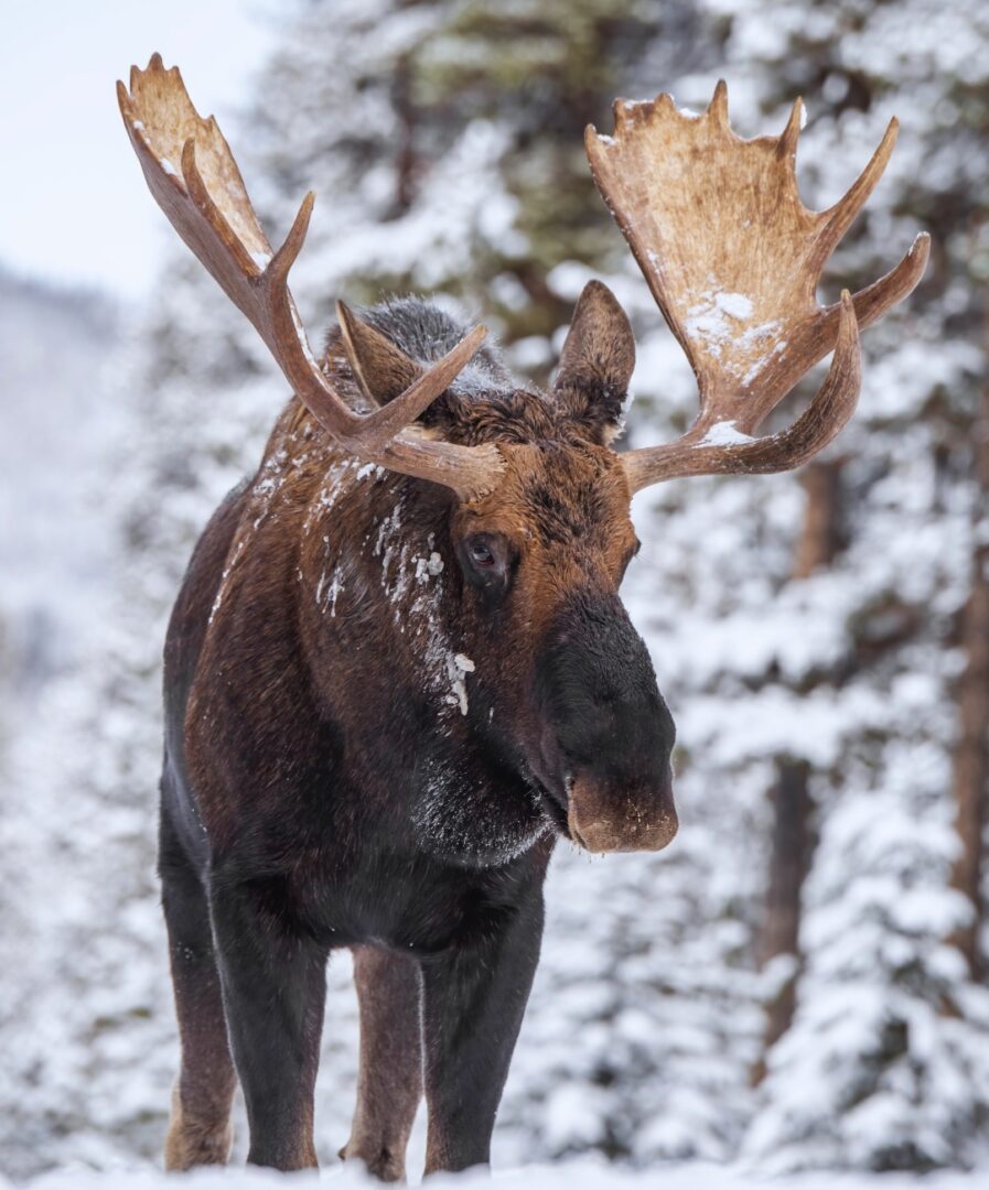 10 cosas que ver en montreal canada