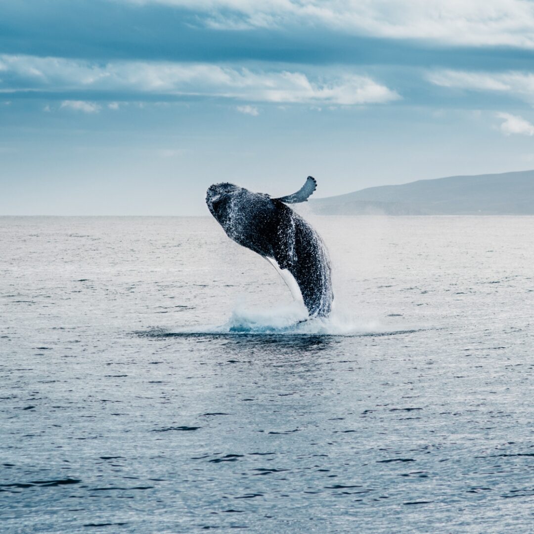 avistamiento de ballenas islandia