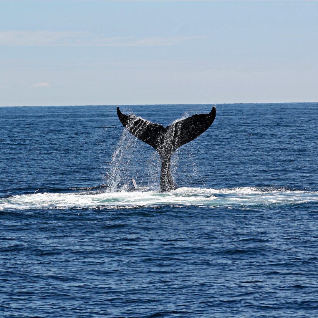cosas curiosas que ver en reikiavik
