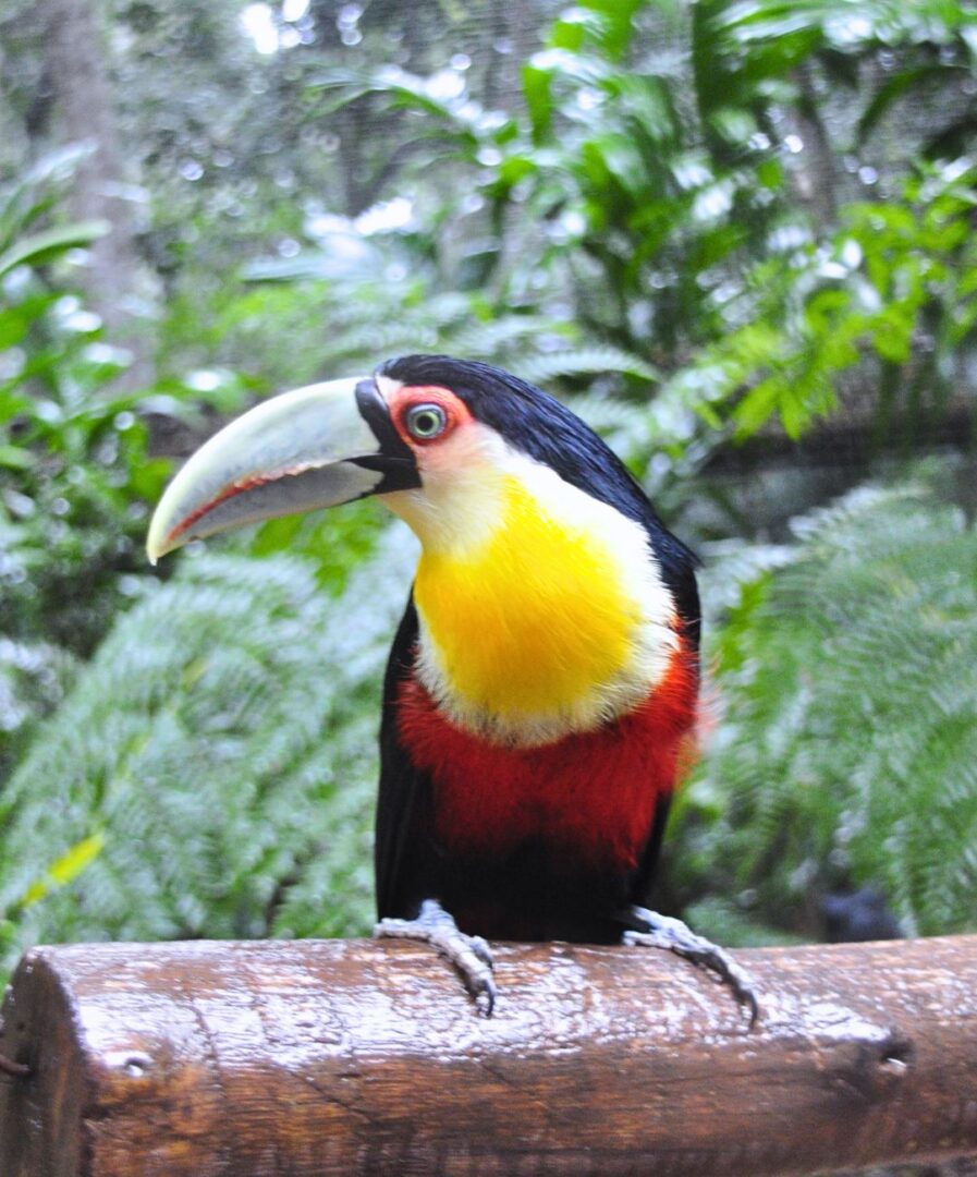 cosas que visitar en brasil