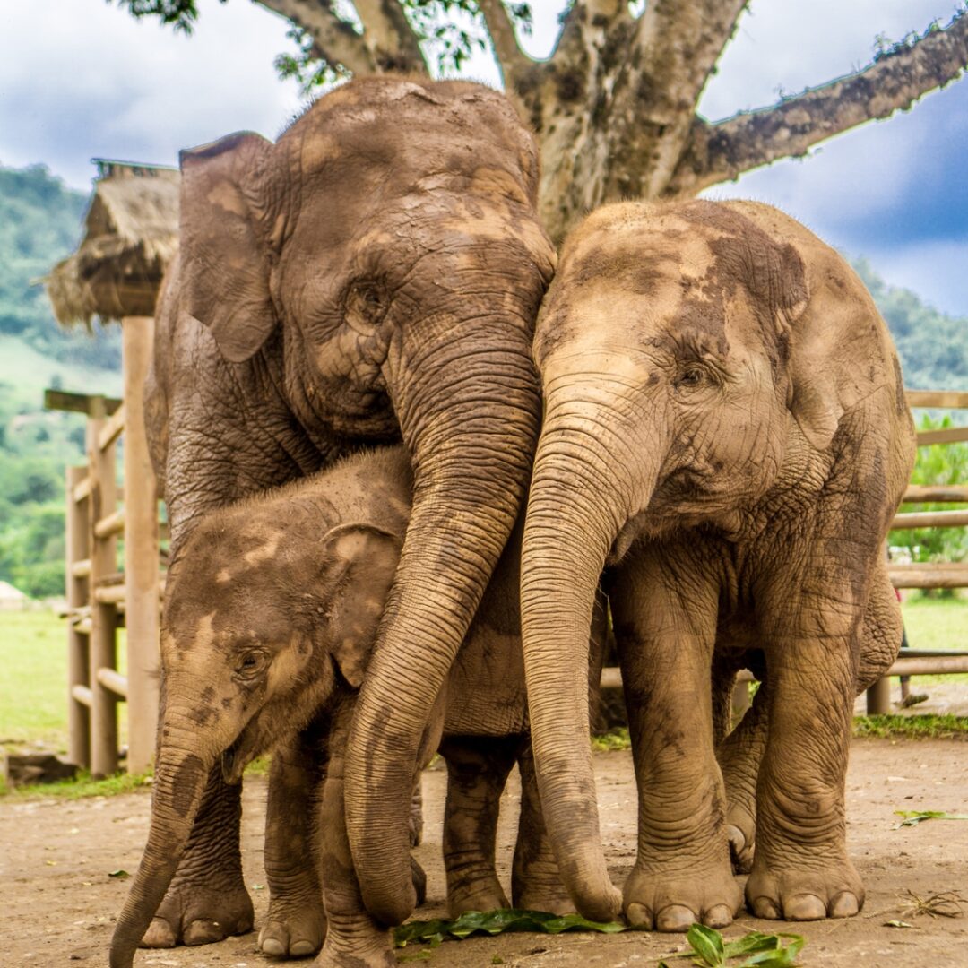 que ver en tailandia 15 dias