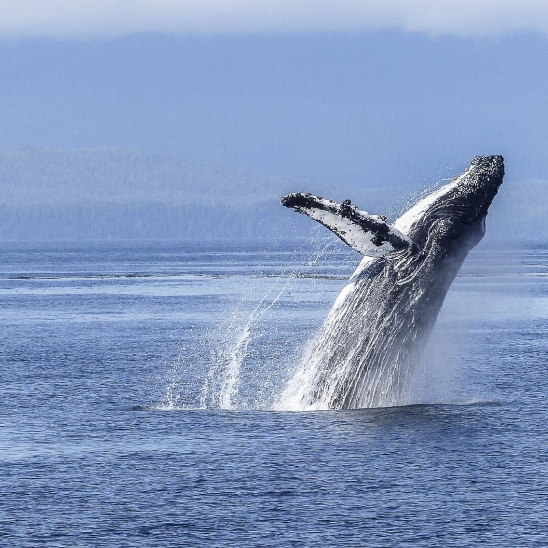 puerto madryn avistamiento ballenas