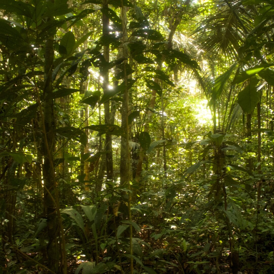 selva amazonica en brasil